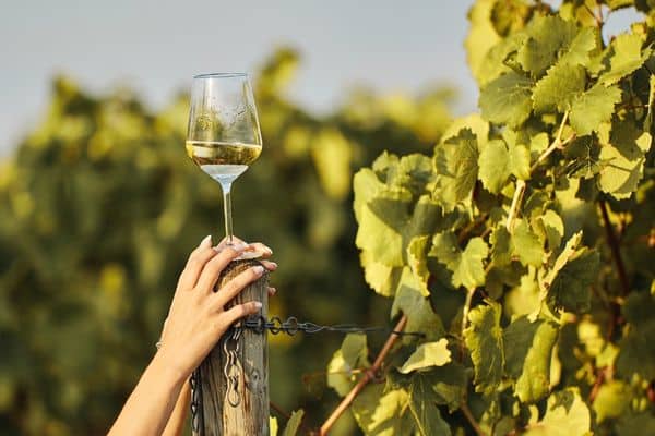 An Introduction to South African White Wines