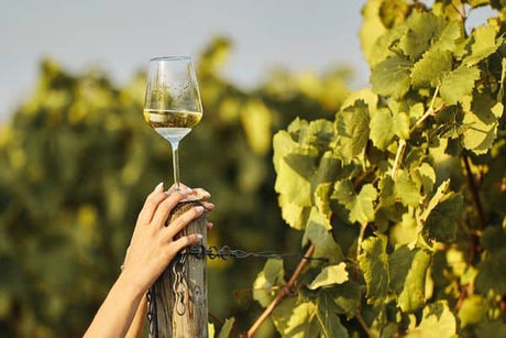 An Introduction to South African White Wines