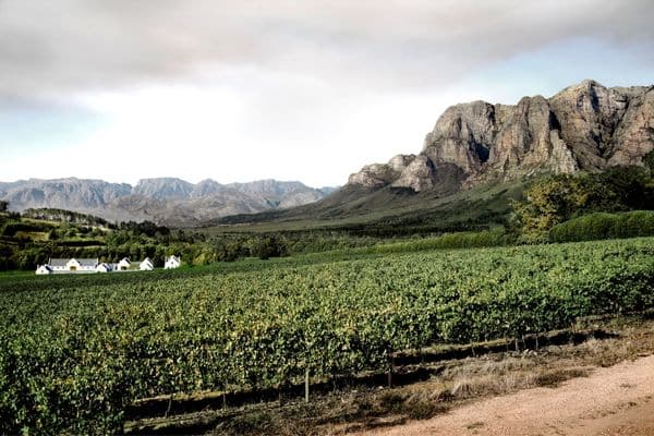 A South African Wine Starting Point