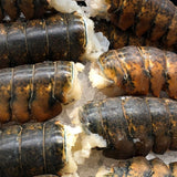 Raw Lobster Tail — Premium | Biltong Chief Hong Kong
